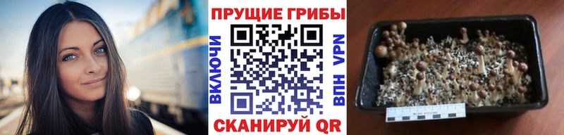 ссылка на мегу рабочий сайт Ахтырский Псилоцибиновые грибы MAGIC MUSHROOMS